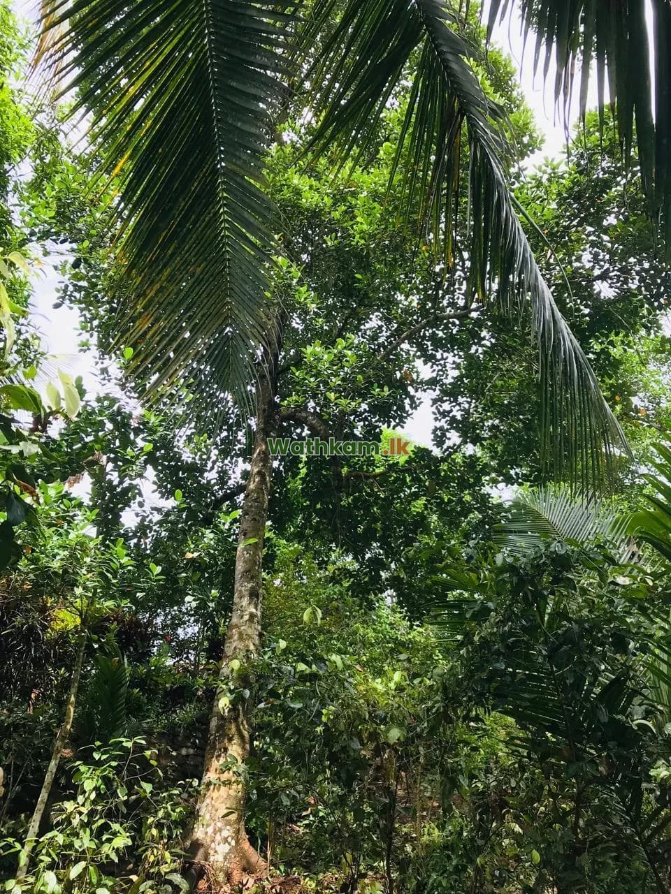 Land for sale in Imaduwa, galle - 🌿 ගාල්ල දික්කුඹුර ප්රධාන පාරට මීටර් 20ක් දුරින් වටිනා කුරුඳු ඉඩමක් විකිණීමට! 🌿🏡✨