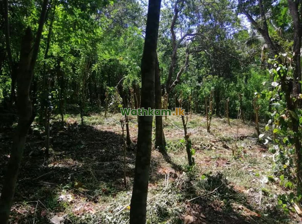 9-Acre Land for Sale in Randeniya, Nature & Investment Opportunity - photo 1