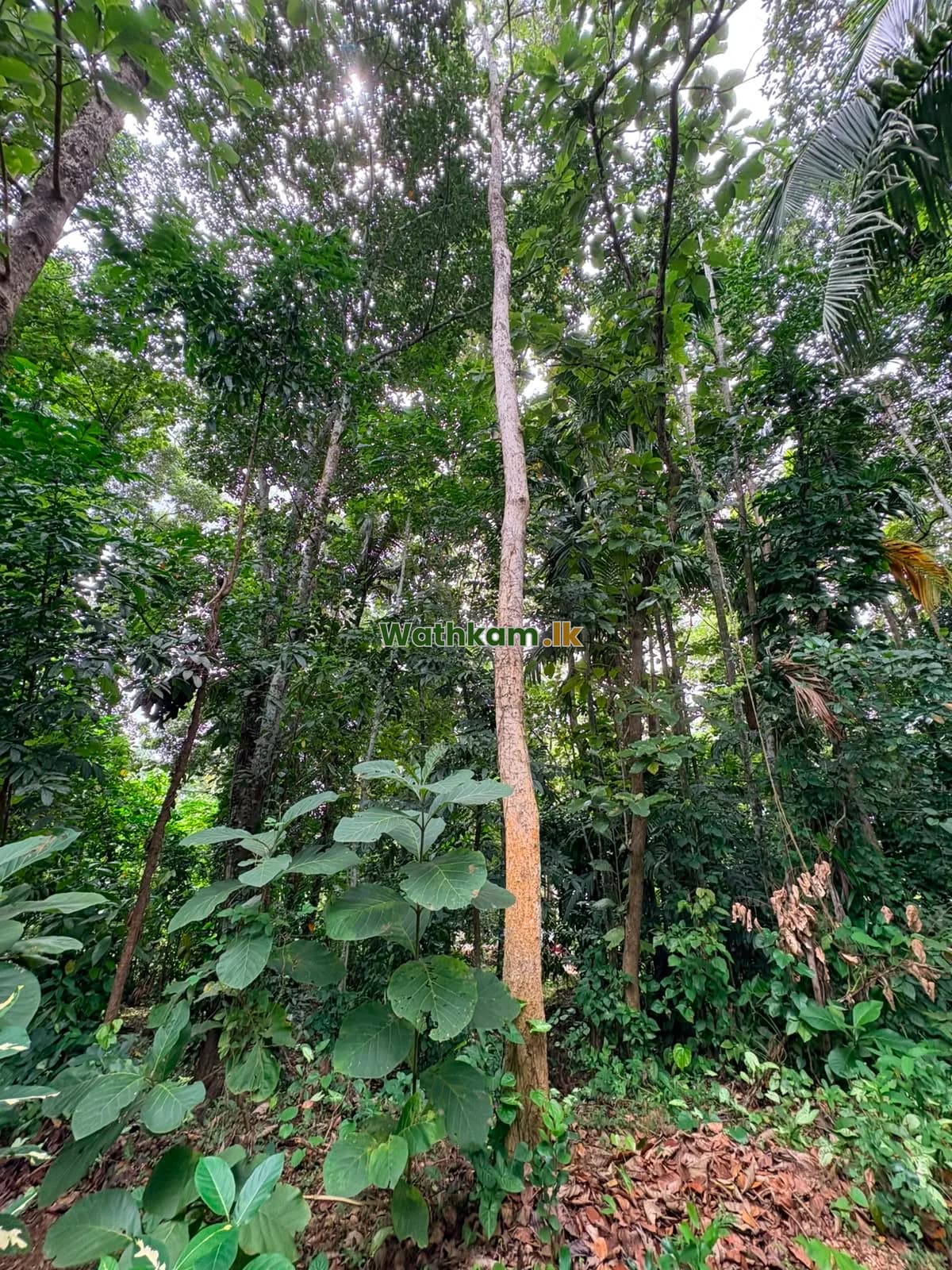 Land for sale in Polgahawela, kurunegala - Perch 43, Polgahawela