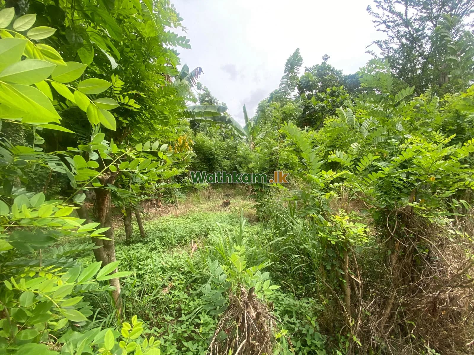19 perch land in sale ibbagamuwa , clear deed - photo 1