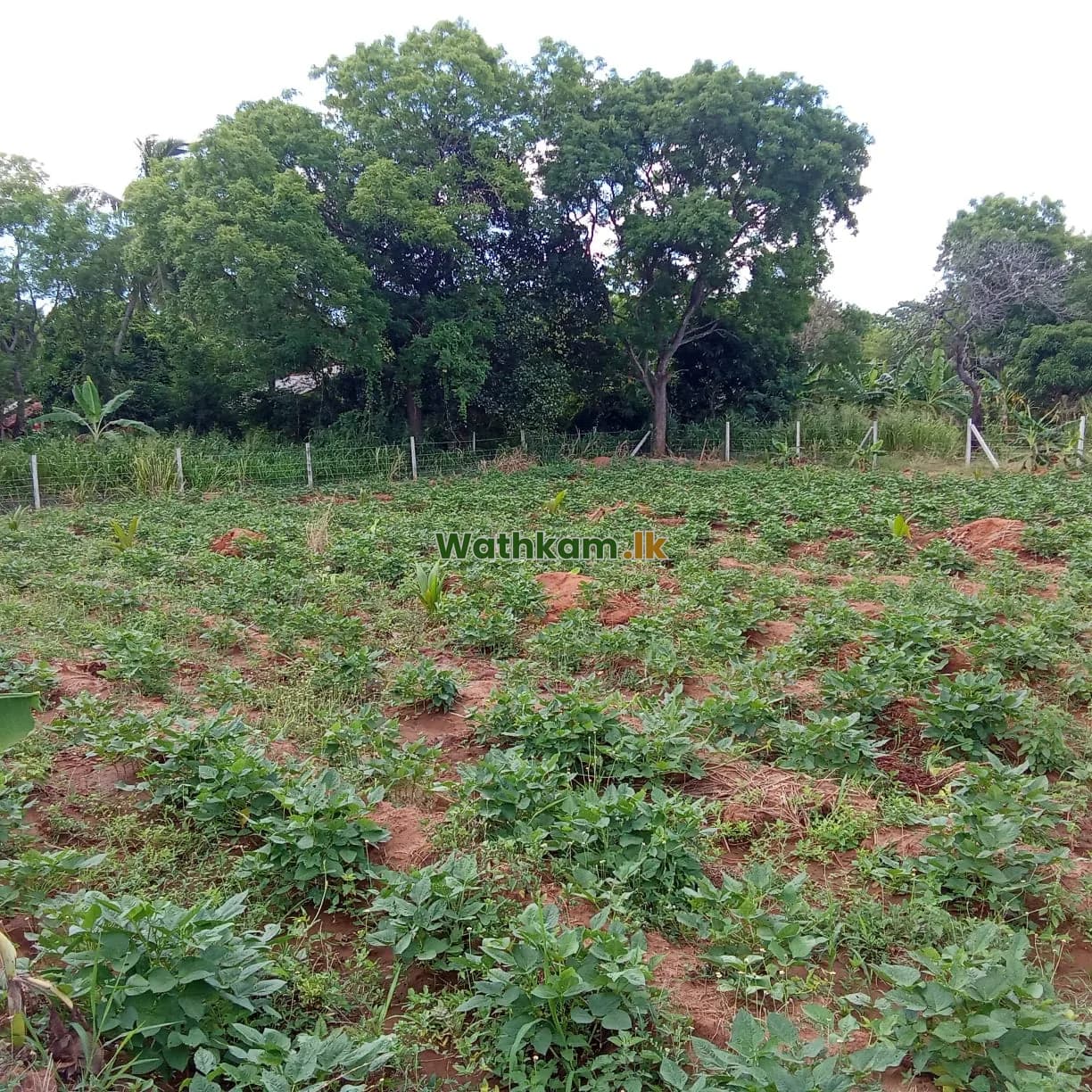 Land for sale in Wellawaya, monaragala - 2 Acer in Thanamawila