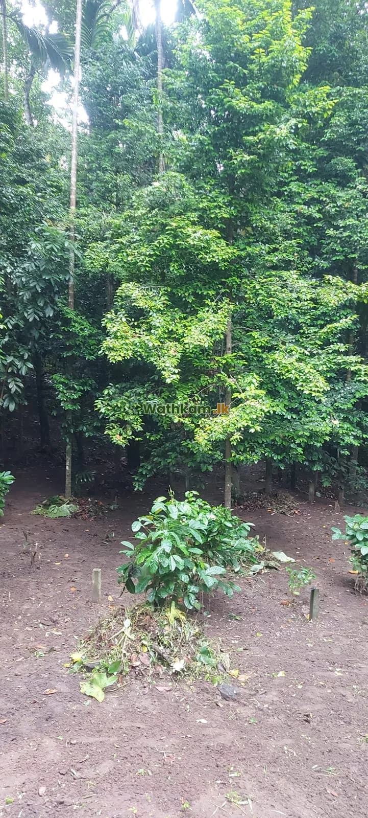 Land for Sale in Pilawala, Kandy - photo 1